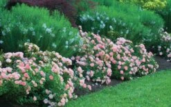 Apricot Drift Dwarf Rose - 1 Gallon Pot -Plant Serie Store Picture Drift Rose Apricot Border 1