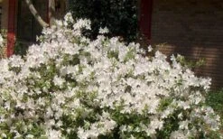 Autumn Ivory Encore Azalea - 6 Pack Of 1 Gallon Pots -Plant Serie Store Picture Encore Azalea Ivory 3