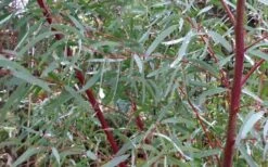 Angus Cold Hardy Eucalyptus Tree (Eucalyptus Nicholii) - Quart Pot -Plant Serie Store Picture Eucalyptus Tree Anugus Willow Leaf Peppermint 2
