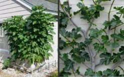 Brown Turkey Fig Tree - 5 Gallon Pot 17 Brown Turkey Fig Tree - 5 Gallon Pot -Plant Serie Store Picture Fig Brown Turkey Espalier