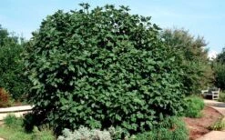 Brown Turkey Fig Tree - 5 Gallon Pot 16 Brown Turkey Fig Tree - 5 Gallon Pot -Plant Serie Store Picture Fig Brown Turkey Shrub Large
