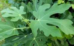 Brown Turkey Fig Tree - 5 Gallon Pot 15 Brown Turkey Fig Tree - 5 Gallon Pot -Plant Serie Store Picture Fig Brown Turkey Tree Leaves