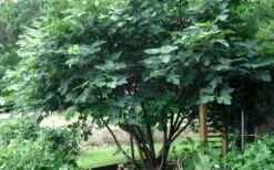Brown Turkey Fig Tree - 5 Gallon Pot 19 Brown Turkey Fig Tree - 5 Gallon Pot -Plant Serie Store Picture Fig Brown Turkey Tree Multi