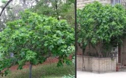 Brown Turkey Fig Tree - 5 Gallon Pot 18 Brown Turkey Fig Tree - 5 Gallon Pot -Plant Serie Store Picture Fig Brown Turkey Trees