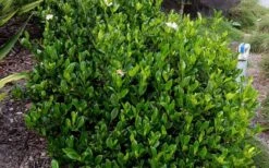 August Beauty Gardenia - 3 Gallon Pot -Plant Serie Store Picture Gardenia August Beauty 2