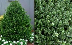 Pyramidal Compacta Japanese Holly - 3 Gallon Pot -Plant Serie Store Picture Holly Compacta Pyramidal 1