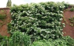 Moonlight Climbing Hydrangea - 5 Gallon Pot -Plant Serie Store Picture Hydrangea Climbing Petiolaris 5 1