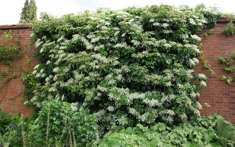Moonlight Climbing Hydrangea - 2 Gallon Pot 11 Moonlight Climbing Hydrangea - 2 Gallon Pot - Image 9