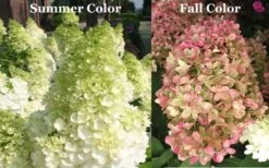 Limelight PeeGee Hydrangea - 6 Pack Of 1 Gallon Pots -Plant Serie Store Picture Hydrangea Limelight 3