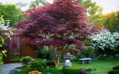 Bloodgood Red Leaf Japanese Maple - 2 Gallon Pot -Plant Serie Store Picture Japanese Maple Bloodgood tree 1