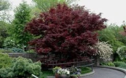 Bloodgood Red Leaf Japanese Maple - 2 Gallon Pot -Plant Serie Store Picture Japanese Maple Bloodgood tree 2