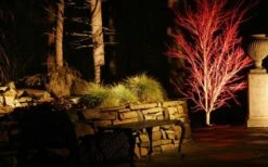 Sango Kaku Coral Bark Japanese Maple - 3 Gallon Pot -Plant Serie Store Picture Japanese Maple Coral Bark Lighted At Night