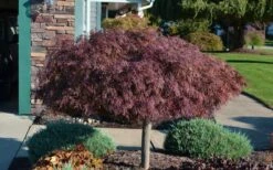 Crimson Queen Dwarf Japanese Maple (High Graft Tree Form) - 1 Gallon Pot -Plant Serie Store Picture Japanese Maple Crimson Queen 1
