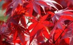 Fireglow Red Leaf Japanese Maple - 5 Gallon Pot (4.5-5.5') -Plant Serie Store Picture Japanese Maple Fireglow 2