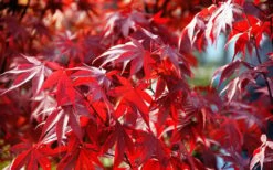 Fireglow Red Leaf Japanese Maple - 5 Gallon Pot (4.5-5.5') -Plant Serie Store Picture Japanese Maple Fireglow 3