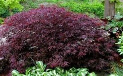 Red Dragon Dwarf Japanese Maple - 3 Gallon Pot -Plant Serie Store Picture Japanese Maple Red Dragon 1