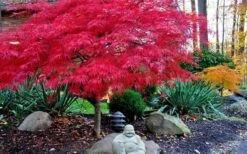 Red Dragon Dwarf Japanese Maple - 3 Gallon Pot -Plant Serie Store Picture Japanese Maple Red Dragon 4 1