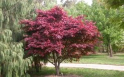 Red Japanese Maple - Acer Palmatum 'Atropurpureum' - 1 Gallon Pot -Plant Serie Store Picture Japanese Maple Red Leaf