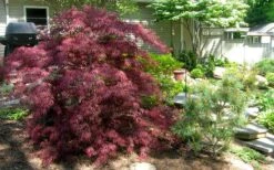 Tamukeyama Dwarf Red Japanese Maple - 2 Gallon Pot -Plant Serie Store Picture Japanese Maple Tamukeyama 3 1