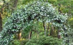 Star Jasmine Vine (Trachelospermum Jasminoides) - 6 Pack Of 1 Gallon Pots -Plant Serie Store Picture Jasmine Confederate On Arch
