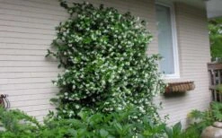 Star Jasmine Vine (Trachelospermum Jasminoides) - 6 Pack Of 1 Gallon Pots -Plant Serie Store Picture Jasmine Confederate On Trellis