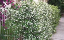 Star Jasmine Vine (Trachelospermum Jasminoides) - 6 Pack Of 1 Gallon Pots -Plant Serie Store Picture Jasmine Confederate Vine 1