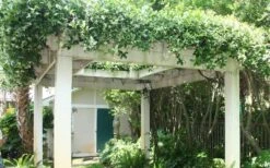 Star Jasmine Vine (Trachelospermum Jasminoides) - 6 Pack Of 1 Gallon Pots -Plant Serie Store Picture Jasmine Confederate Vine 2