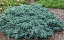 Blue Star Juniper - 1 Gallon Pot -Plant Serie Store Picture Juniper Blue Star