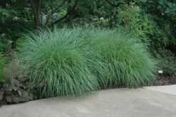 Little Kitten Dwarf Maiden Grass - Miscanthus Sinensis - 2 Gallon Pot -Plant Serie Store Picture Little Kitten Maiden Grass 2