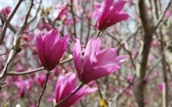 Ann Magnolia Tulip Tree - 5 Gallon Pot 17 Ann Magnolia Tulip Tree - 5 Gallon Pot -Plant Serie Store Picture Magnolia Ann 1