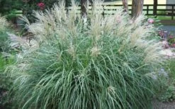 Adagio Dwarf Maiden Grass - Miscanthus Sinensis - 3 Gallon Pot 12 Adagio Dwarf Maiden Grass - Miscanthus Sinensis - 3 Gallon Pot -Plant Serie Store Picture Maiden Grass Adagio Dwarf 1
