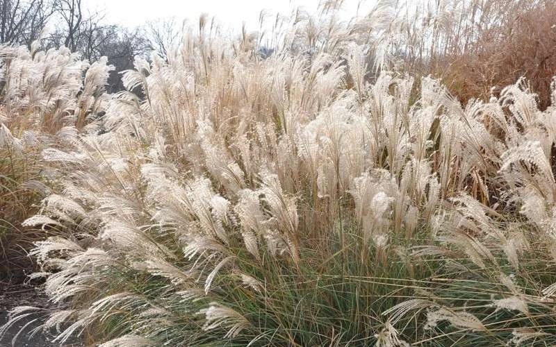 Adagio Dwarf Maiden Grass - Miscanthus Sinensis - 3 Gallon Pot 9 Adagio Dwarf Maiden Grass - Miscanthus Sinensis - 3 Gallon Pot - Image 7