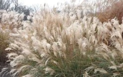 Adagio Dwarf Maiden Grass - Miscanthus Sinensis - 1 Gallon Pot -Plant Serie Store Picture Maiden Grass Adagio Dwarf 2