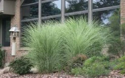 Maiden Grass - Miscanthus Sinensis 'Gracillimus' - 1 Gallon Pot 14 Maiden Grass - Miscanthus Sinensis 'Gracillimus' - 1 Gallon Pot -Plant Serie Store Picture Maiden Grass Gracillimus 1