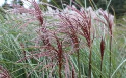 Maiden Grass - Miscanthus Sinensis 'Gracillimus' - 1 Gallon Pot 17 Maiden Grass - Miscanthus Sinensis 'Gracillimus' - 1 Gallon Pot -Plant Serie Store Picture Miscanthus Gracillimus Seed Heads 1