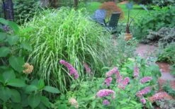 Little Zebra Grass - Miscanthus - 1 Gallon Pot 12 Little Zebra Grass - Miscanthus - 1 Gallon Pot -Plant Serie Store Picture Miscanthus Little Zebra 3 1