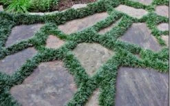 Dwarf Mondo Grass - 18 Count Flat Of Pint Pots -Plant Serie Store Picture Mondo Grass Dwarf 6