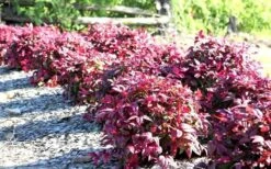 Blush Pink Nandina - 1 Gallon Pot -Plant Serie Store Picture Nandina Blush Pink Grouping 2