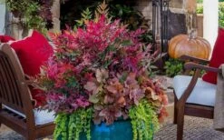 Obsession Nandina - 3 Gallon Pot 11 Obsession Nandina - 3 Gallon Pot -Plant Serie Store Picture Nandina Obsession