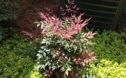Obsession Nandina - 3 Gallon Pot 13 Obsession Nandina - 3 Gallon Pot -Plant Serie Store Picture NandinaObsession 4