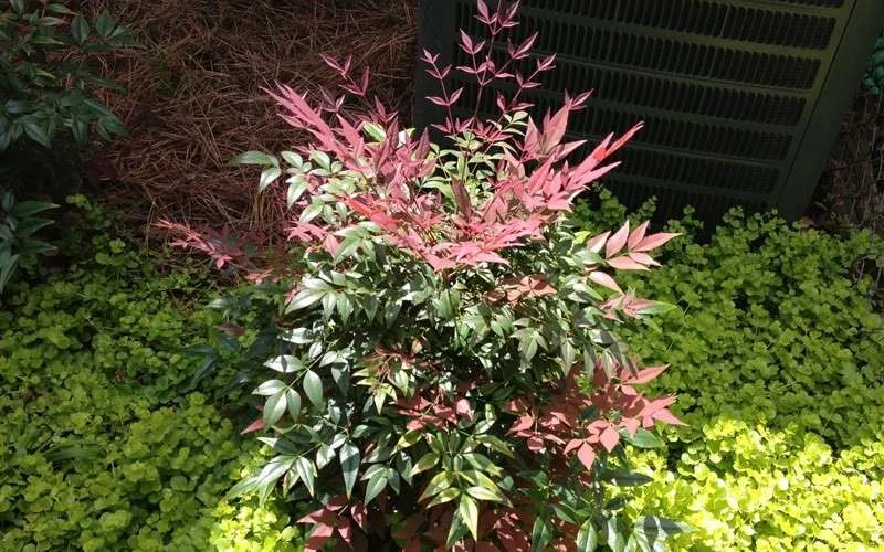 Obsession Nandina - 3 Gallon Pot 8 Obsession Nandina - 3 Gallon Pot - Image 6