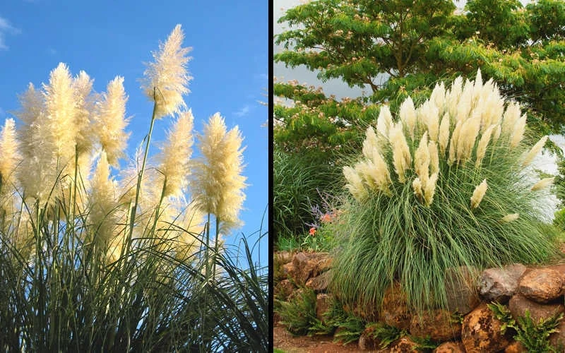 White Pampas Grass - 3 Gallon Pot 8 White Pampas Grass - 3 Gallon Pot - Image 6
