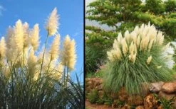 White Pampas Grass - 1 Gallon Pot -Plant Serie Store Picture Pampas Grass White 2
