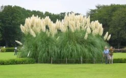 White Pampas Grass - 3 Gallon Pot 13 White Pampas Grass - 3 Gallon Pot -Plant Serie Store Picture Pampas Grass White 3 1