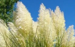 White Pampas Grass - 3 Gallon Pot 14 White Pampas Grass - 3 Gallon Pot -Plant Serie Store Picture Pampas Grass White 4 1