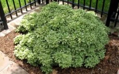 Variegated Pittosporum (Japanese Mock Orange) - 3 Gallon Pot 13 Variegated Pittosporum (Japanese Mock Orange) - 3 Gallon Pot -Plant Serie Store Picture Pittosporum Variegated Shrub 1