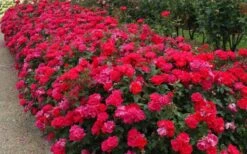 Original Red Knock Out Rose - 1 Gallon Pot 12 Original Red Knock Out Rose - 1 Gallon Pot -Plant Serie Store Picture Rose Knock Out Red 5