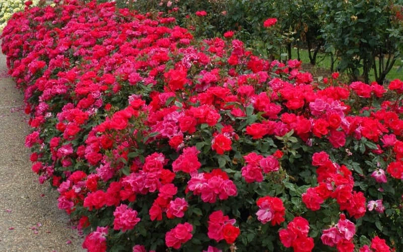 Original Red Knock Out Rose - 1 Gallon Pot 7 Original Red Knock Out Rose - 1 Gallon Pot - Image 5