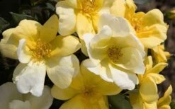 Sunny Yellow Knock Out Rose - 1 Gallon Pot -Plant Serie Store Picture Rose Knock Out Sunny 1 1