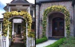 Lady Banks Yellow Rose - 5 Gallon Pot -Plant Serie Store Picture Rose Lady Banks Entry Arch 1